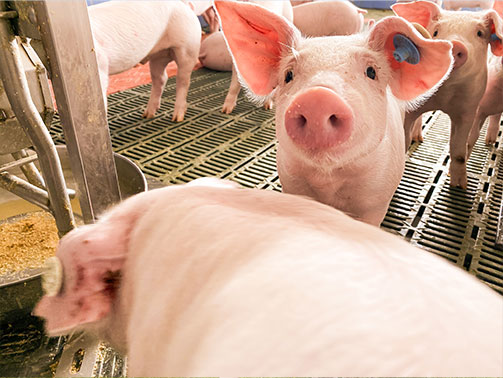 Afrikanische Schweinepest verbreitet sich weiter