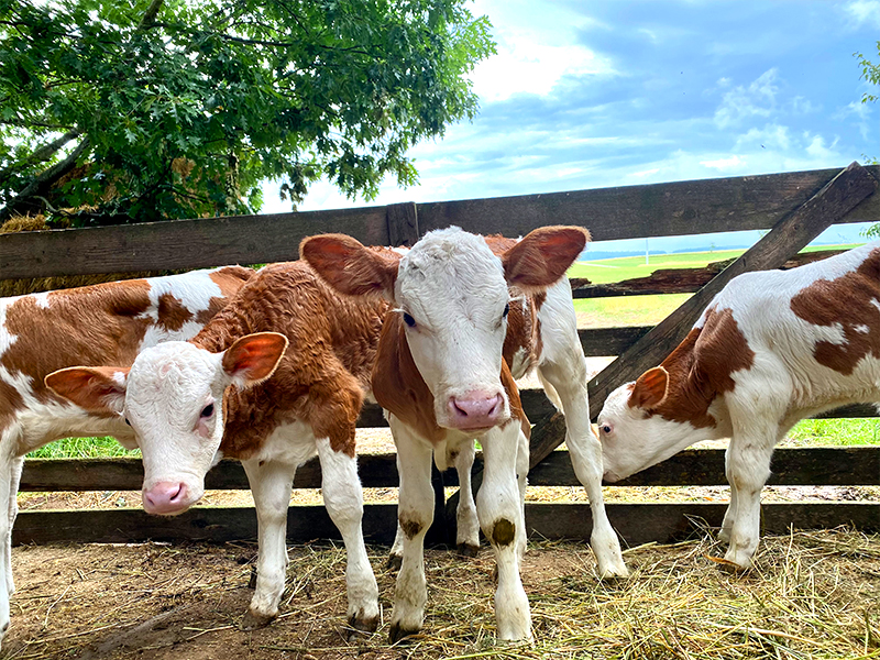 Tierarztpraxis ALPI | Karriere - unser Team sucht Unterstützung