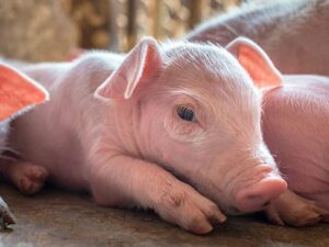 Tierarztpraxis ALPI | Tierarztpraxis für Schweine und Rinder