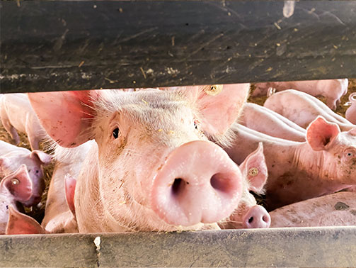 Gesundheitsrisiken bei Anwendung von Isofluran