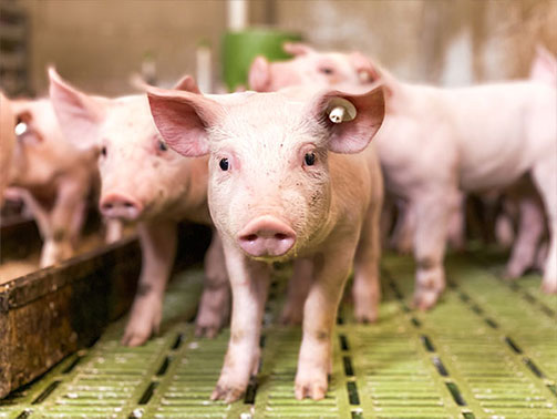 Afrikanische Schweinepest in Deutschland