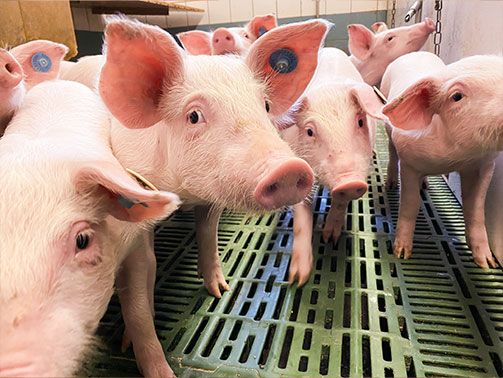 Vorkommen von Circovirus- (PCV2-) Infektionen in den Schweinemastbetrieben