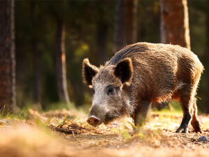 Tierarztpraxis ALPI | Tierarztpraxis für Schweine und Rinder