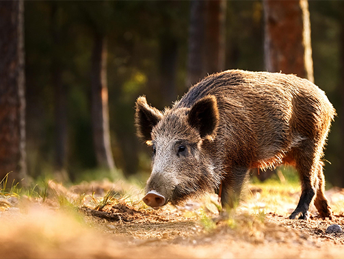 Die Entwicklung der afrikanischen Schweinepest seit dem Ausbruch