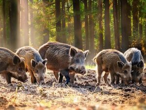 Tierarztpraxis ALPI | Tierarztpraxis für Schweine und Rinder