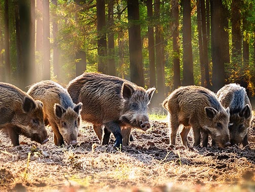 Afrikanische Schweinepest in Deutschland